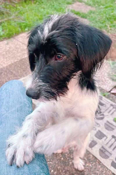 MILOU