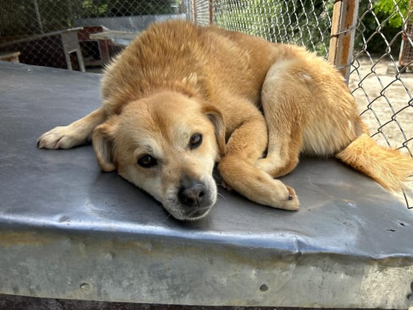 DINGO