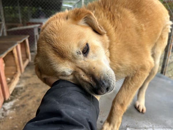 DINGO