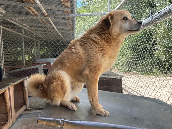 DINGO