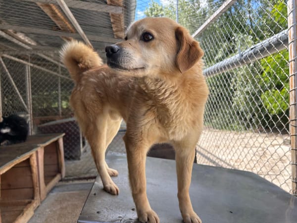 DINGO