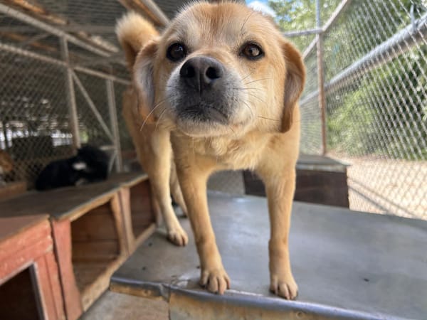 DINGO