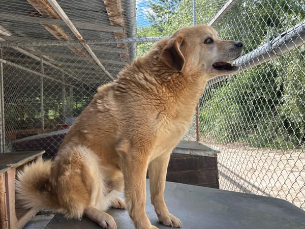 DINGO