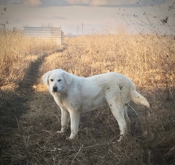 MARLEY