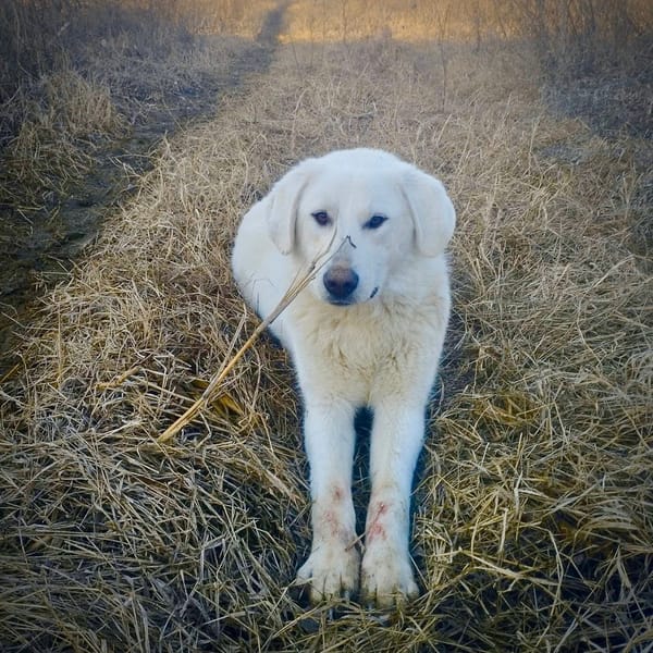 MARLEY