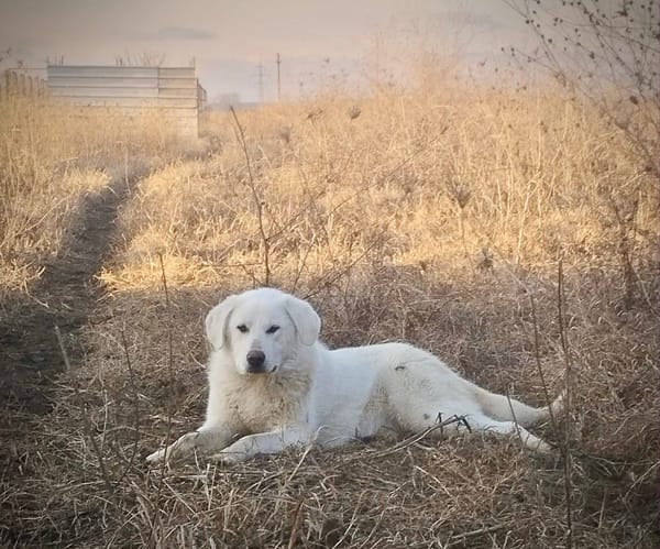 MARLEY