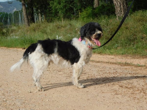BOB, petit chien affectueux
