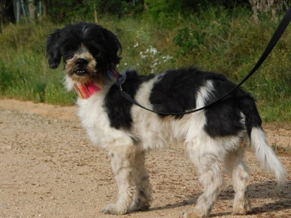 BOB, petit chien affectueux