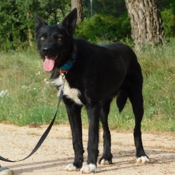 ENEKO, jeune et magnifique