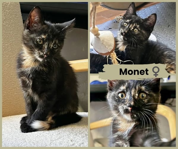 MONET et PICA