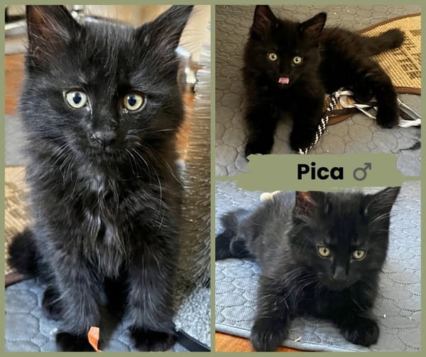 MONET et PICA