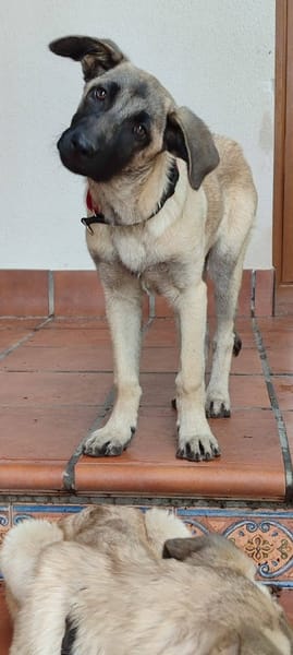 GALTA