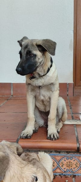 GALTA