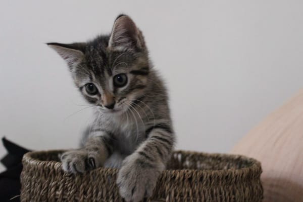 Fluff
