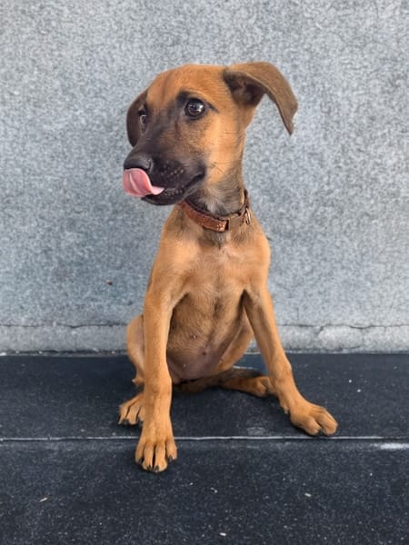 ROOKIE, CHIOT FEMELLE BERGER CRÉOLE