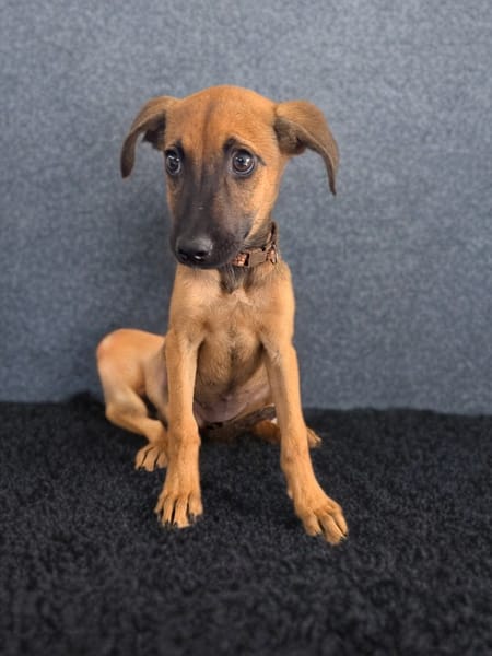 ROOKIE, CHIOT FEMELLE BERGER CRÉOLE