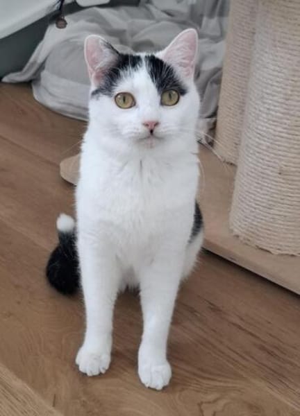 Indira, unsere scheue Schönheit