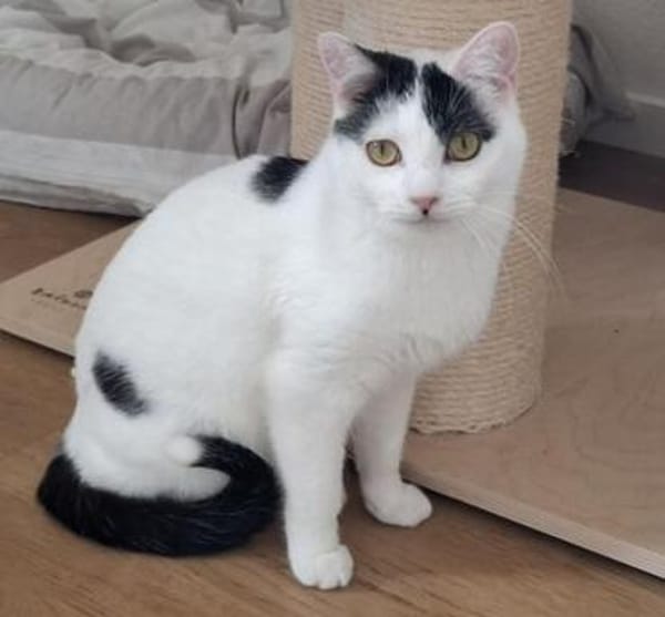 Indira, unsere scheue Schönheit