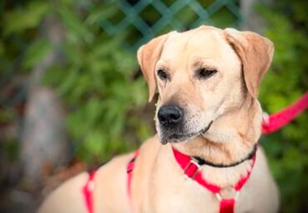 ARON -  Mini-Labrador & Traumhund sucht seine eigene Familie