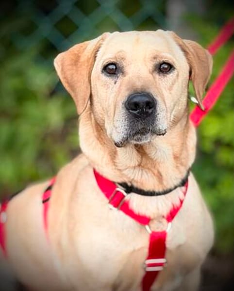 ARON -  Mini-Labrador & Traumhund sucht seine eigene Familie