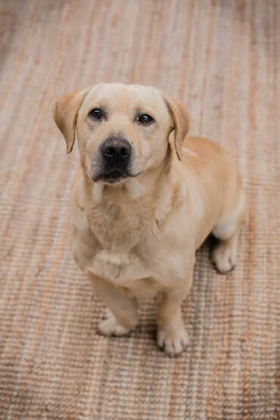 ARON -  Mini-Labrador & Traumhund sucht seine eigene Familie