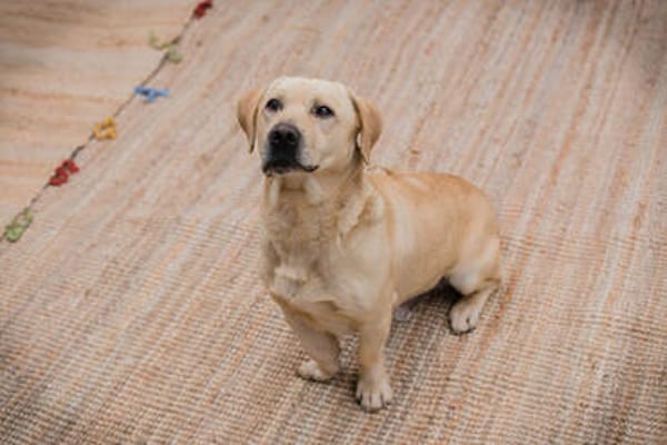 ARON -  Mini-Labrador & Traumhund sucht seine eigene Familie