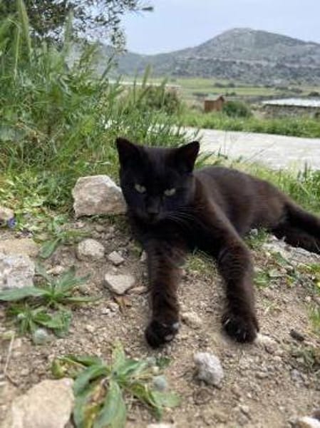 Lee, ein stolzer Kater