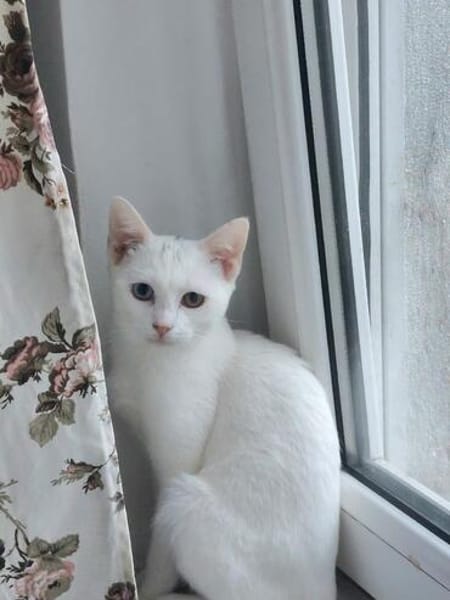 Alfy Schneeweißer Kater sucht gechillte Familie