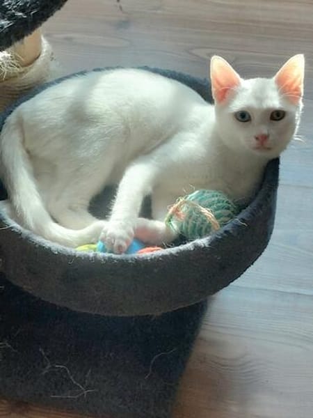 Alfy Schneeweißer Kater sucht gechillte Familie