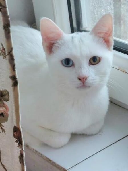 Alfy Schneeweißer Kater sucht gechillte Familie