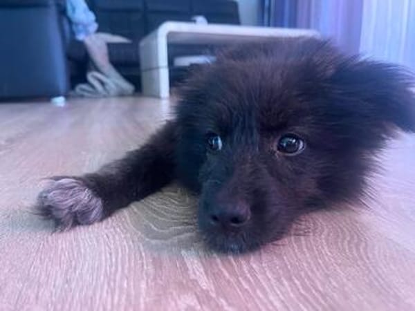 Kleine Shaggy sucht ihr Familie