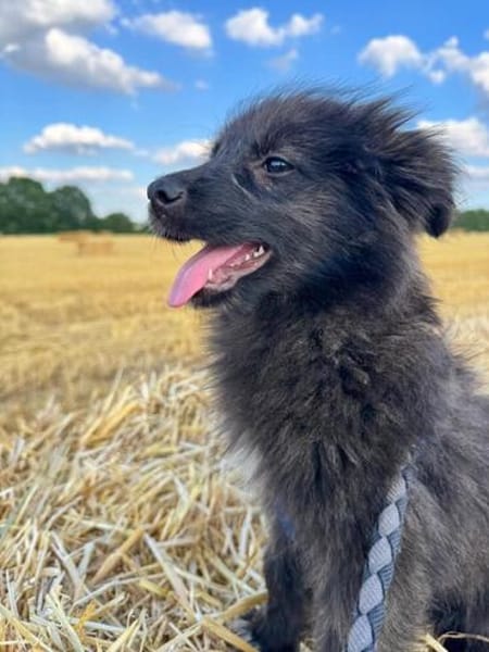 Kleine Shaggy sucht ihr Familie