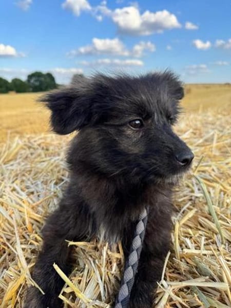 Kleine Shaggy sucht ihr Familie