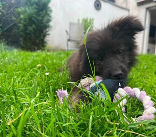 Kleine Shaggy sucht ihr Familie