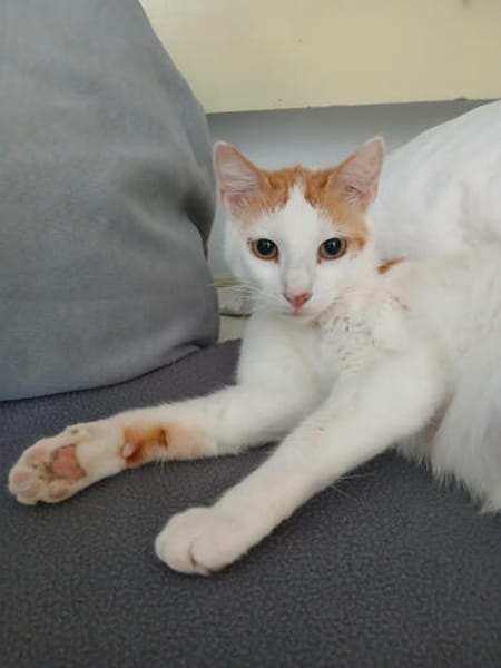 LIlly, elegant in weiß-orange