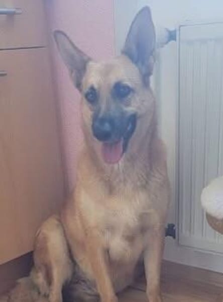 Schmuckstück AMBER sucht ein Zuhause
