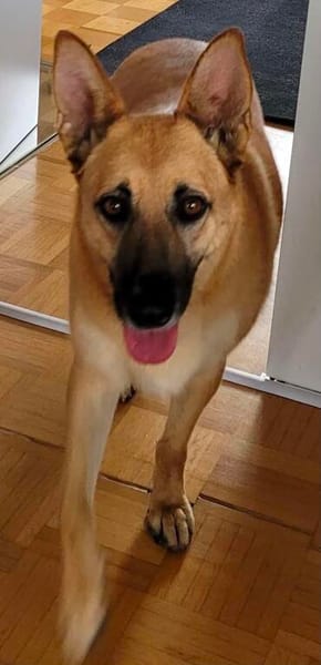 Schmuckstück AMBER sucht ein Zuhause
