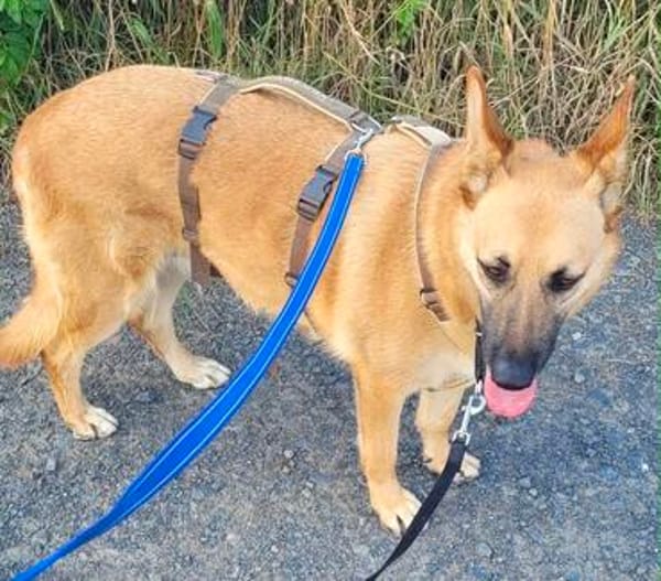 Schmuckstück AMBER sucht ein Zuhause