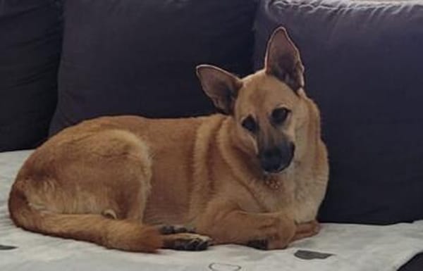 Schmuckstück AMBER sucht ein Zuhause