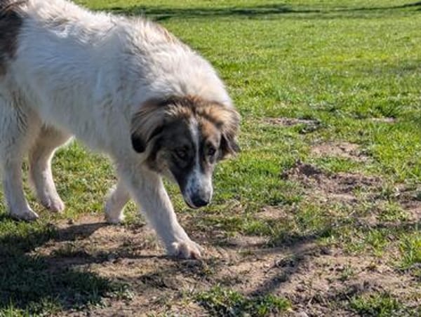 Ozora sucht schon so lange