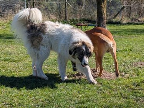 Ozora sucht schon so lange