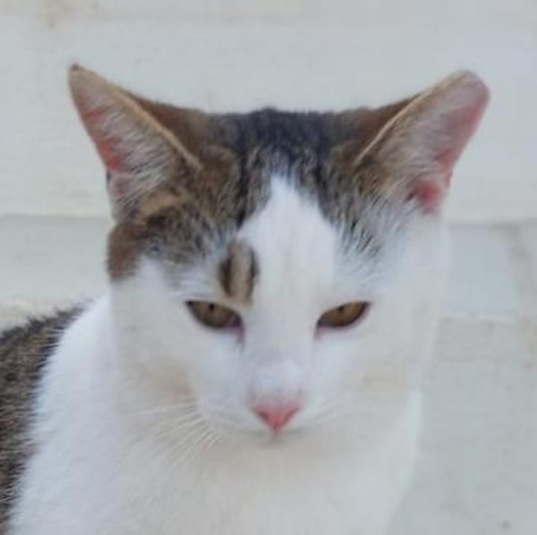 Schmusekater Anton