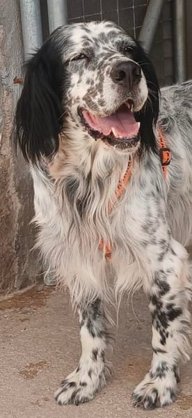 Wunderschöner Setter Alex