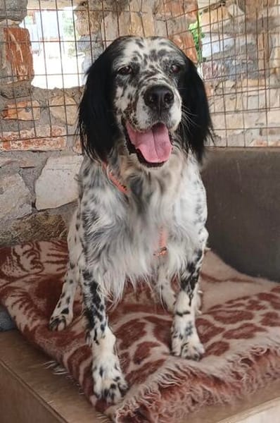 Wunderschöner Setter Alex