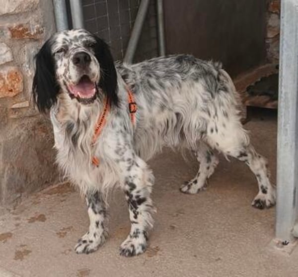 Wunderschöner Setter Alex