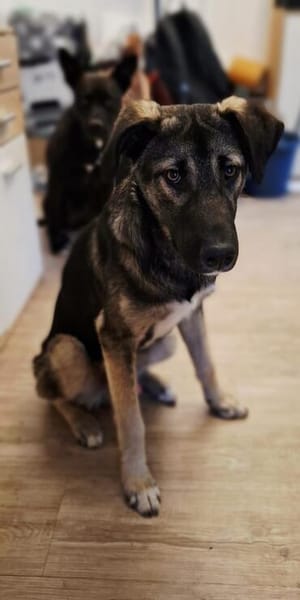 freundlicher, Junghund Tomi auf Pflegest. in Brandenburg