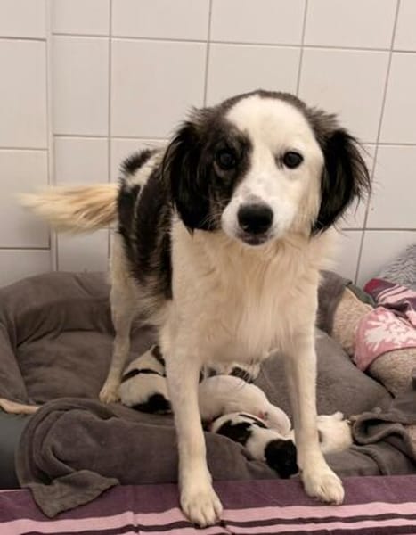 Elfie Mix Hündin 4 Monate alt in 41751