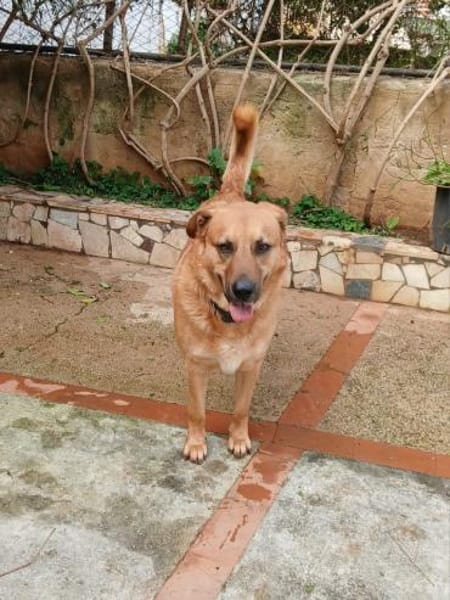Elix