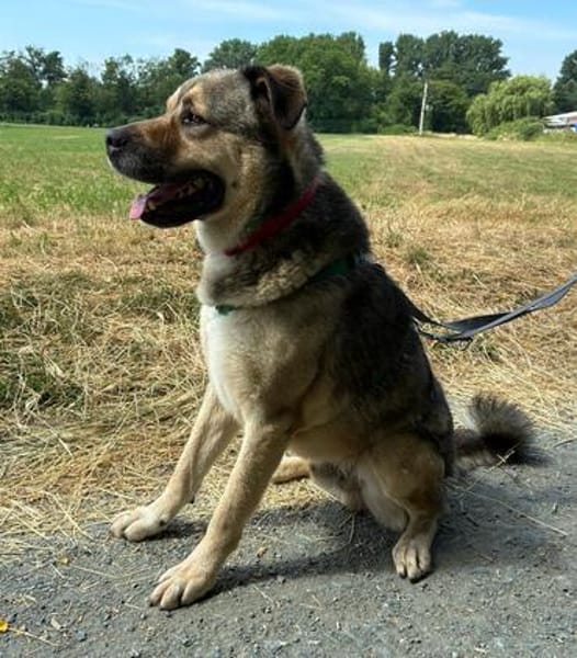 Sully wartet im Tierheim Sulzbach