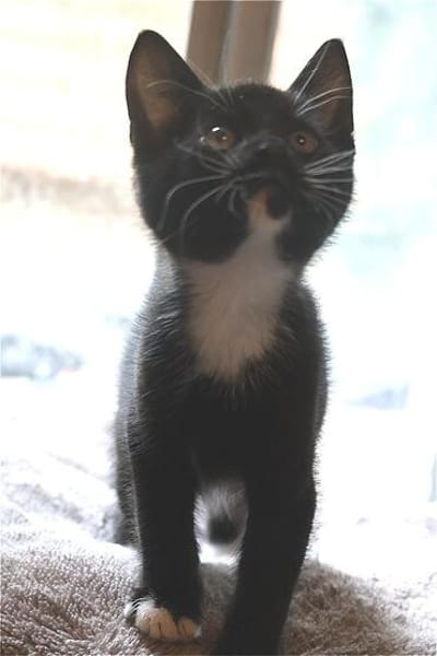 Ella, Merlin, Morgana und Robin!